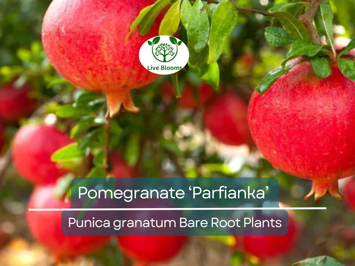 Parfianka Pomegranate Tree Bare Root Plant – Sweet-Tart Fruit, Cold Hardy Zones 7-10
