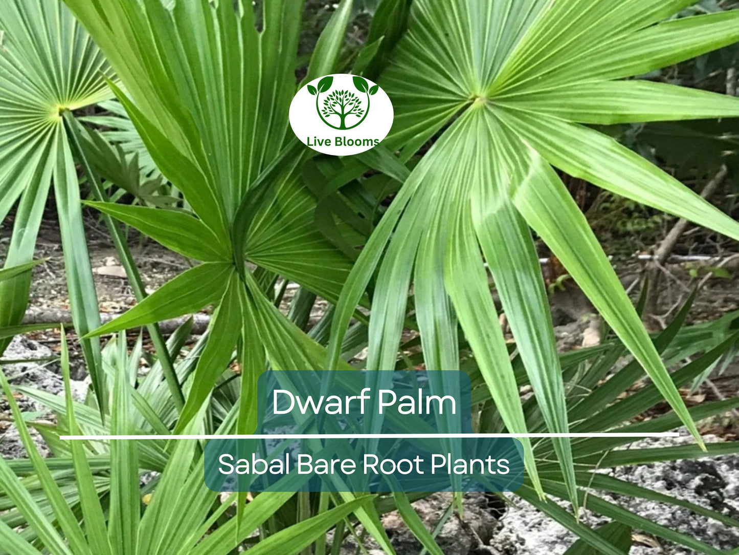 3 Dwarf Palm Trees Live Bare Root Plants - Cold Hardy Compact Tropical Palms for Indoor and Outdoor