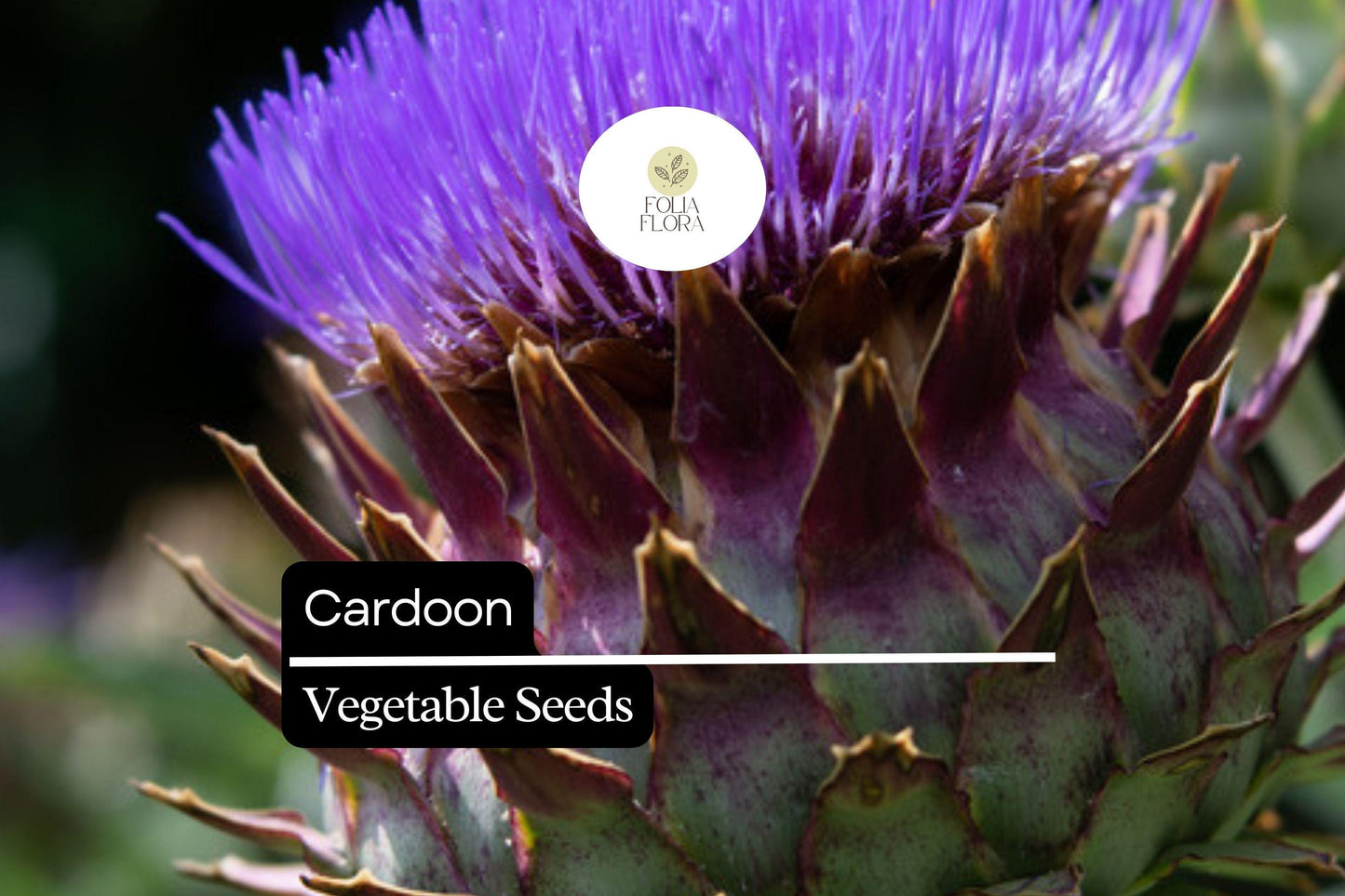 30 Seeds Cardoon Cynara Cardunculus - Ornamental Edible Perennial with Artichoke Flavor