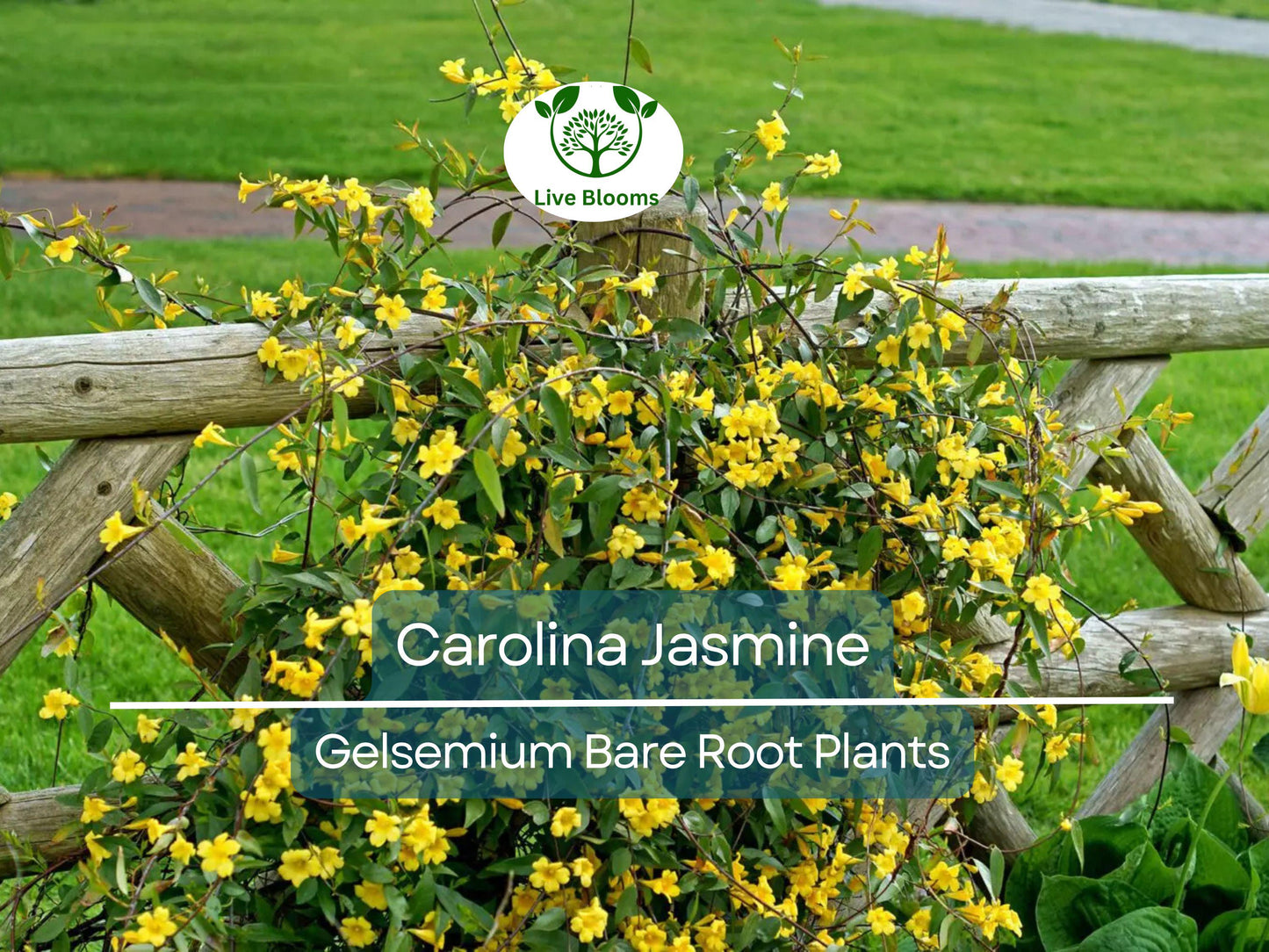 6 Carolina Jasmine Vines - Yellow Flowering Evergreen Climbing Plants with Fragrant Blooms