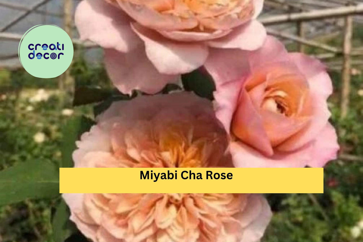 Miyabi Cha Rose Cuttings | 3 Rare Stems for Rooting | Peach-Pink Blooms | Rosa spp. | Unique Garden Variety