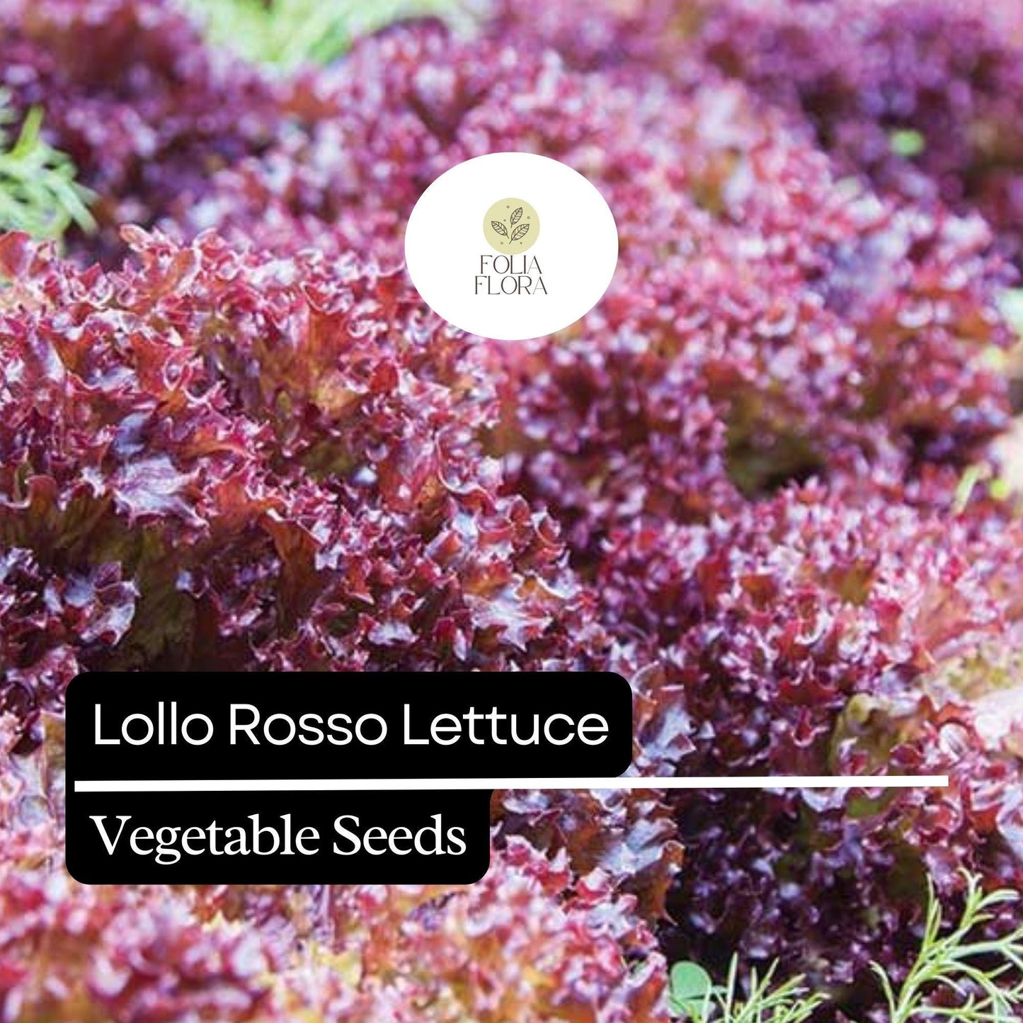 1000 Lollo Rosso Lettuce Seeds – Heirloom Non-GMO Red-Leaf Variety for Salads & Gardens