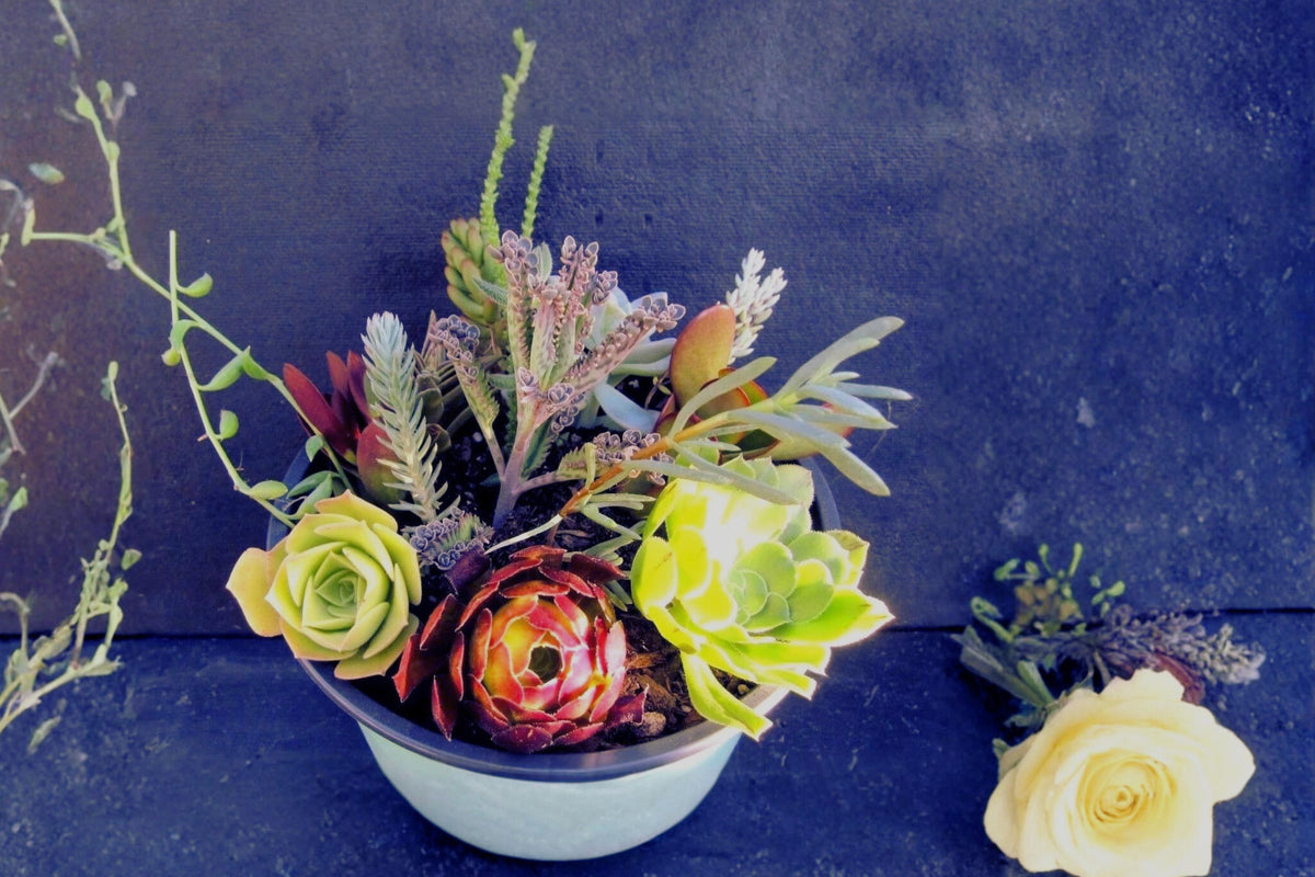 Assorted Succulent Cuttings Collection - 15 Fresh Unrooted Varieties - Mixed Genera for Propagation and Decoration