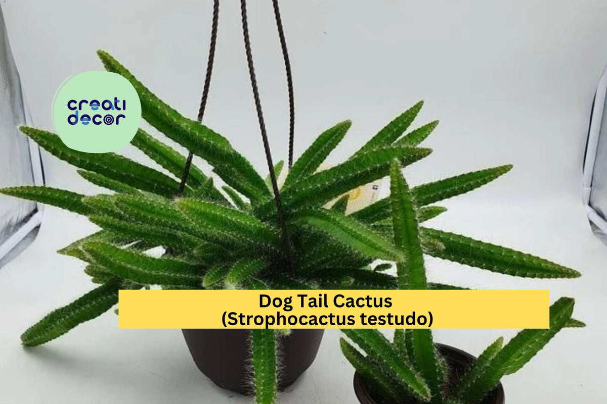 Dog Tail Cactus | 3–7 Inches | Trailing Succulent Plant | Strophocactus testudo | Easy Care for Indoor/Outdoor Gardens