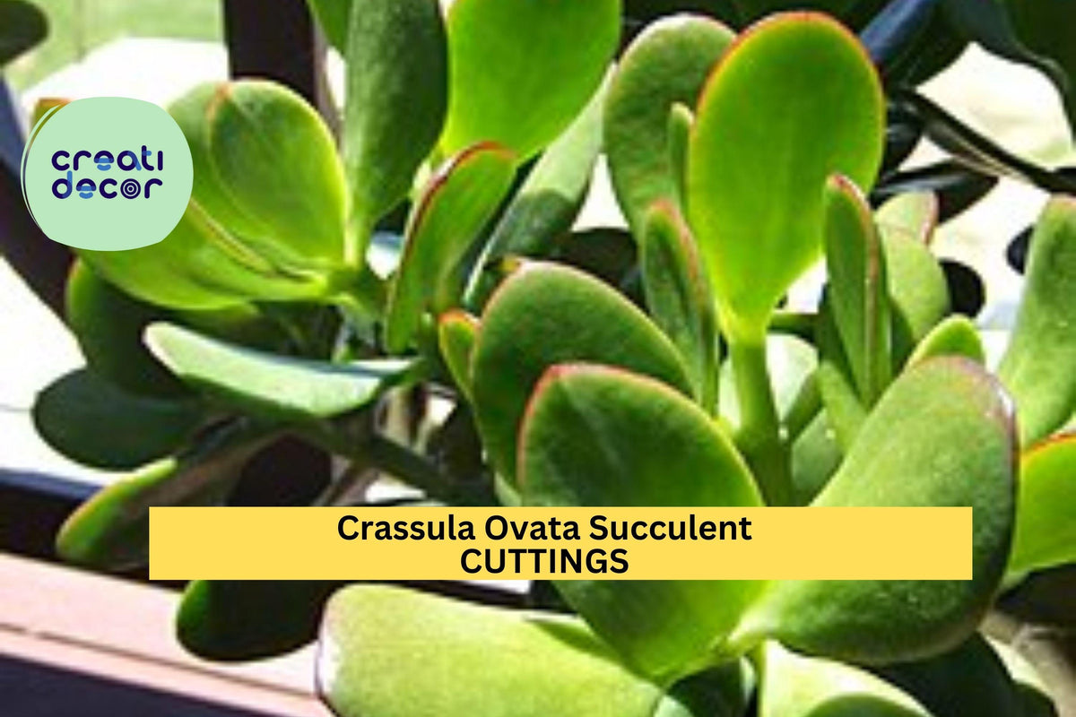 8 Fresh Jade Plant Cuttings – Crassula ovata Succulent Stems for Easy Rooting and Indoor Gardening