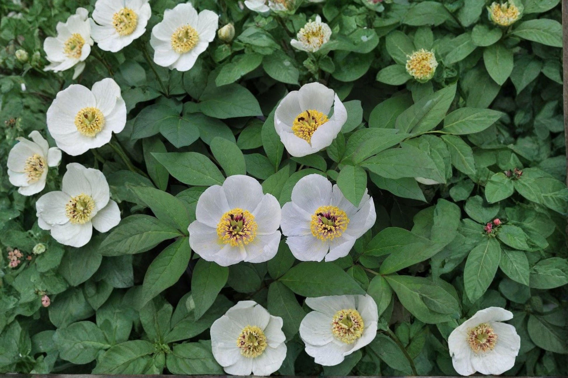 Japanese Woodland Peony Seeds – Paeonia japonica – Rare Shade Garden Perennial for Part Shade, White Flowers