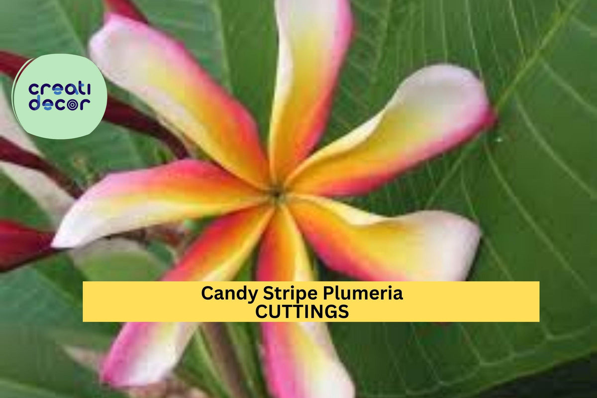 Candy Stripe Plumeria Cutting - 10" Unrooted Stem - Rare Pink & White Blooms - Plumeria rubra - Tropical Flowering Plant
