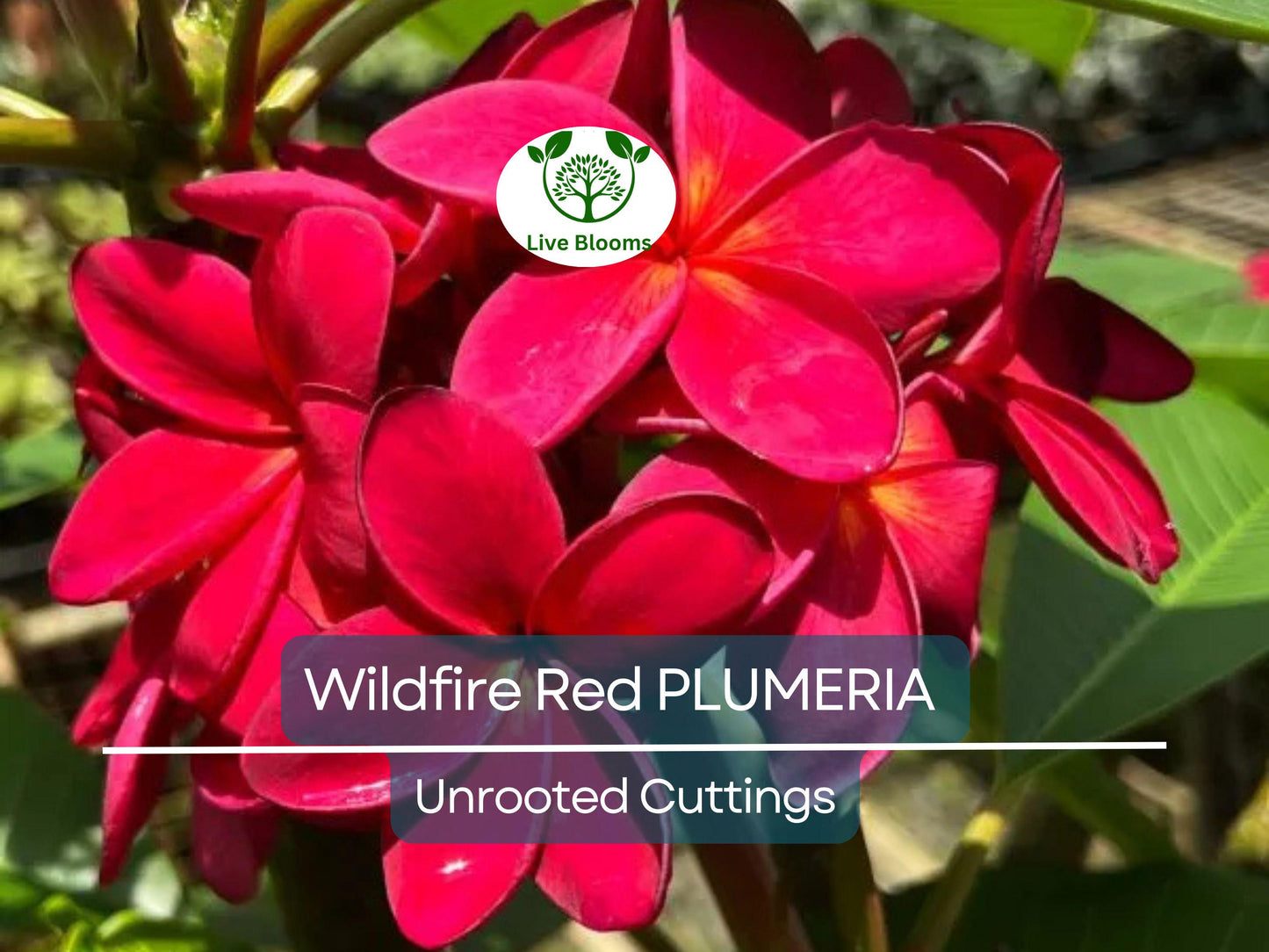 2 Plumeria Wildfire Red Cuttings - Rare 9-12 inch Unrooted Fragrant Tropical Frangipani Plants
