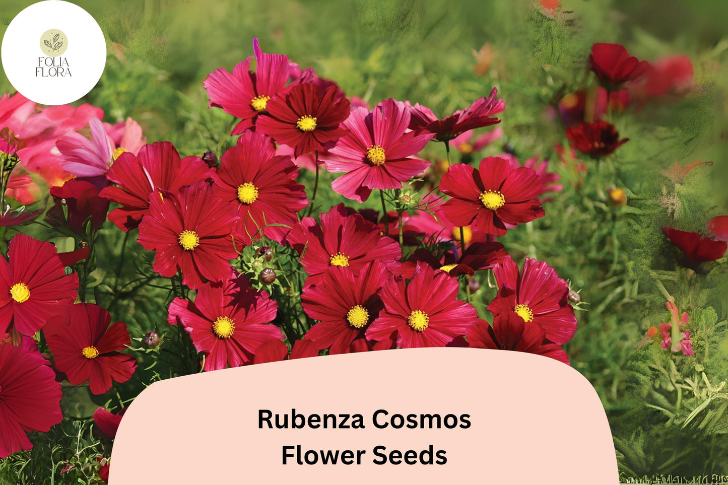 200+ Rubenza Cosmos Seeds | Deep Ruby Red Annual Garden Flowers | Cosmos Bipinnatus for Pollinator Gardens