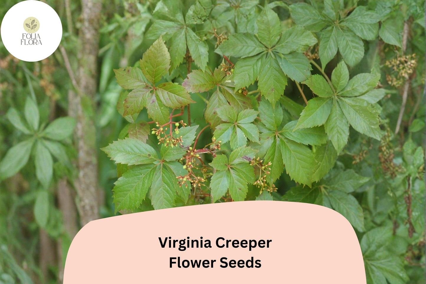 Virginia Creeper Seeds – 10 Parthenocissus quinquefolia for Ornamental Garden Vines