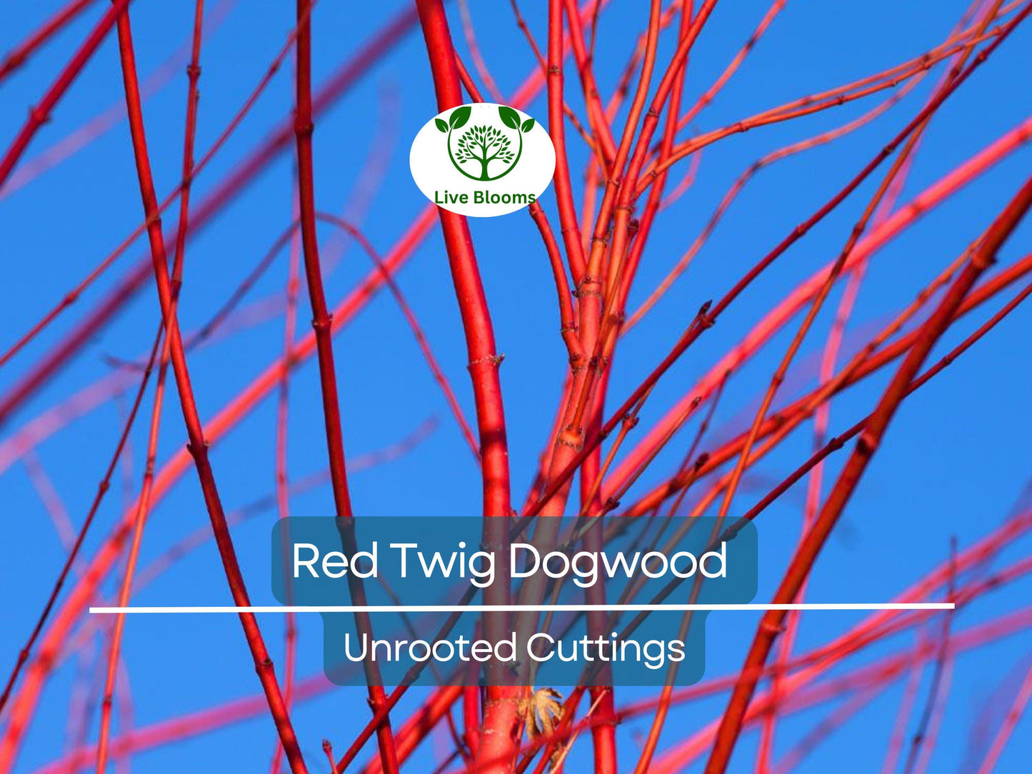 10 Red Twig Dogwood Unrooted Cuttings - Fast Growing Native Shrub for Landscaping & Erosion Control