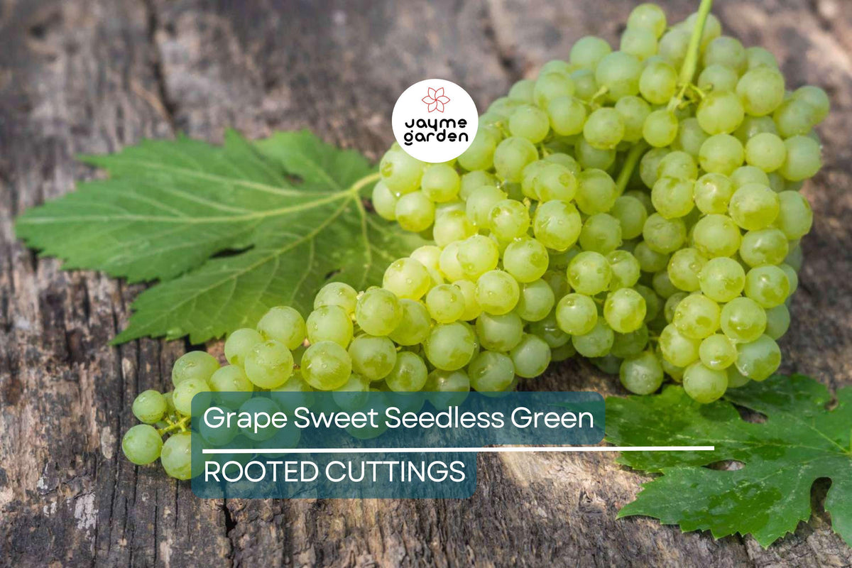 Live Grape Vine Cutting 18” Sweet Seedless Green Grapes Vitis vinifera - Ideal for Home Vineyard & Backyard Garden - Local Pickup