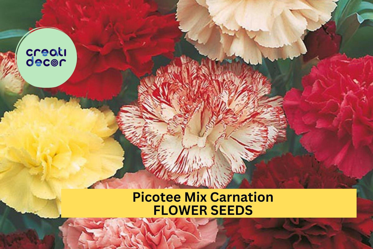 200+ Picotee Mix Carnation Seeds – Fragrant Bi-Color Ruffled Blooms for Gardens & Bouquets