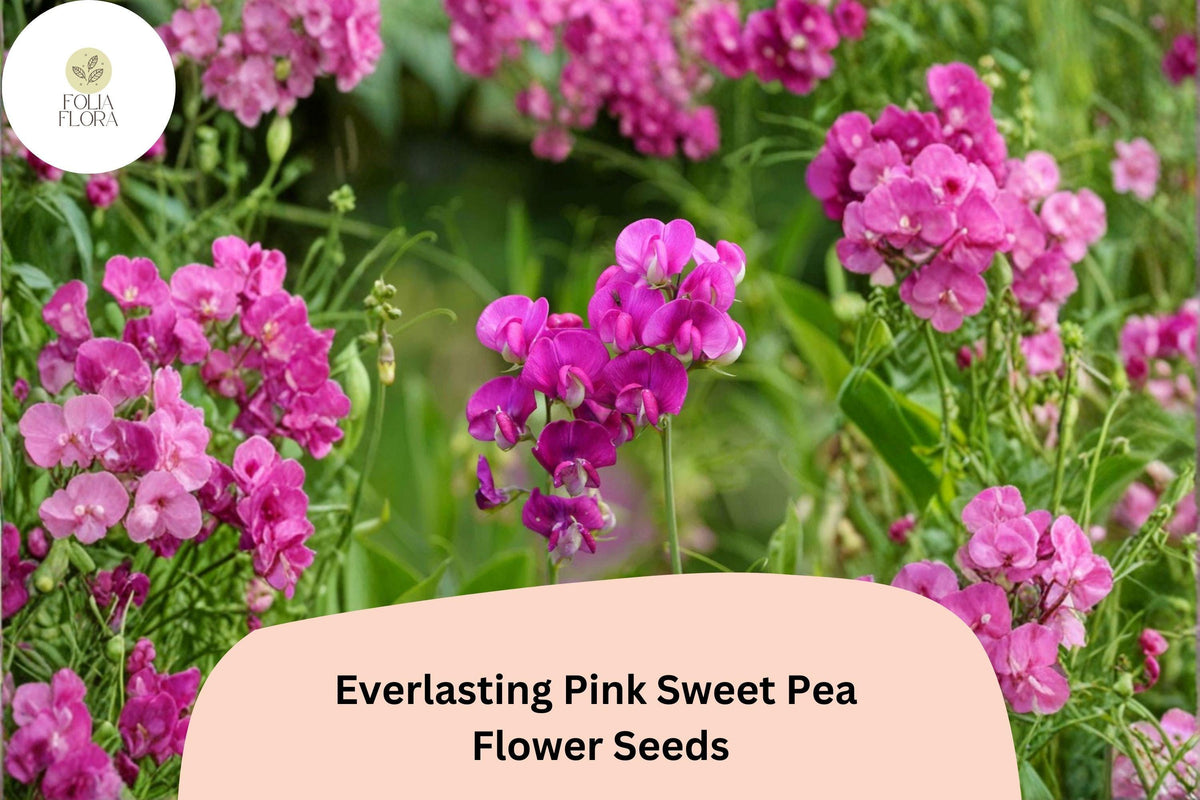 Everlasting Pink Sweet Pea Seeds | 50+ Seeds | Lathyrus latifolius | Perennial Climbing Vine with Pink Flowers