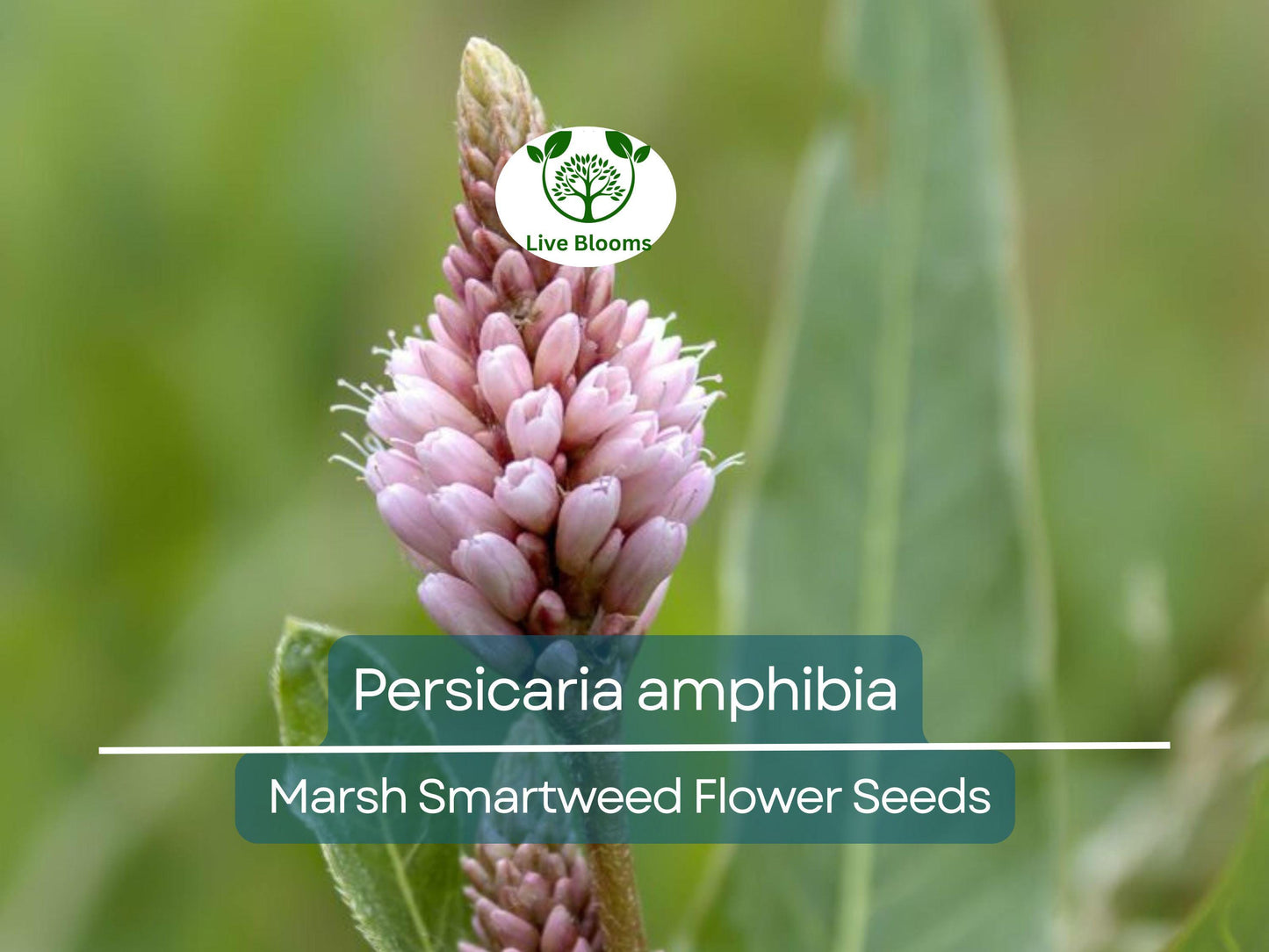500 mg Persicaria amphibia Seeds (Marsh Smartweed) for Aquatic & Wetland Gardens
