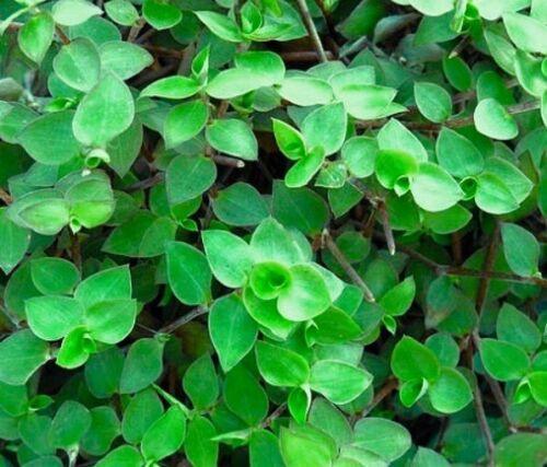 20 Unrooted Cuttings Dwarf Wandering Jew Callisia repens Mini Trailing Plant for Terrariums & Hanging Baskets