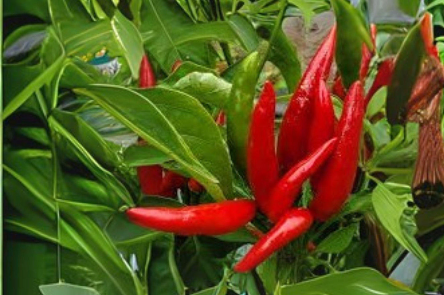 Thai Garden Bird Hot Pepper Seeds – Heirloom Chili for Container & Garden, 30 Premium Capsicum annuum