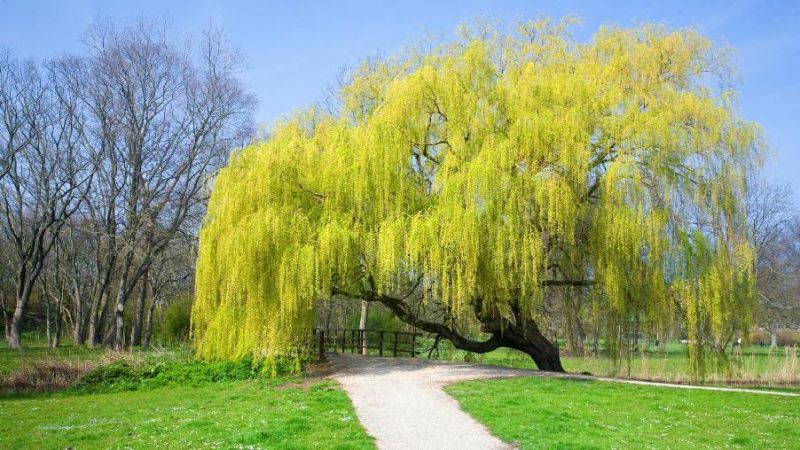 Gold Weeping Willow Tree Cuttings | Unrooted Stems for Landscaping, Bonsai, Water Garden | Salix babylonica