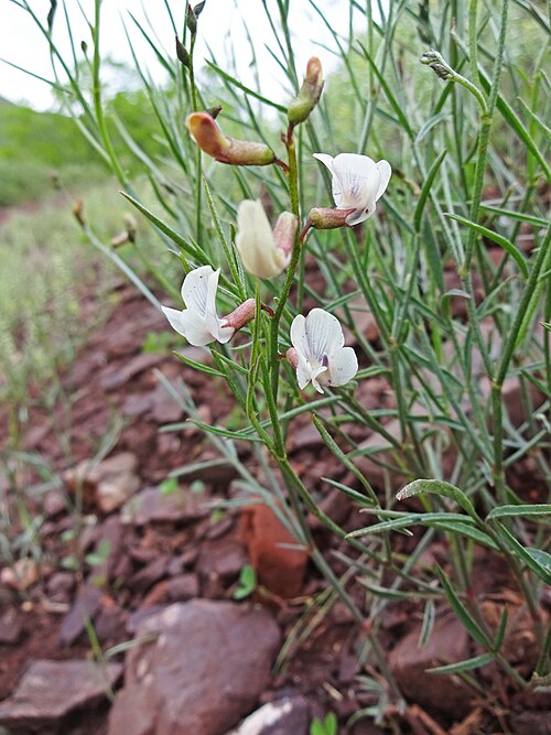 Astragalus convallarius Seeds – Whisk Broom Milkvetch Perennial Wildflower, Native Legume for Pollinator Gardens, Non-GMO, 15 Seeds
