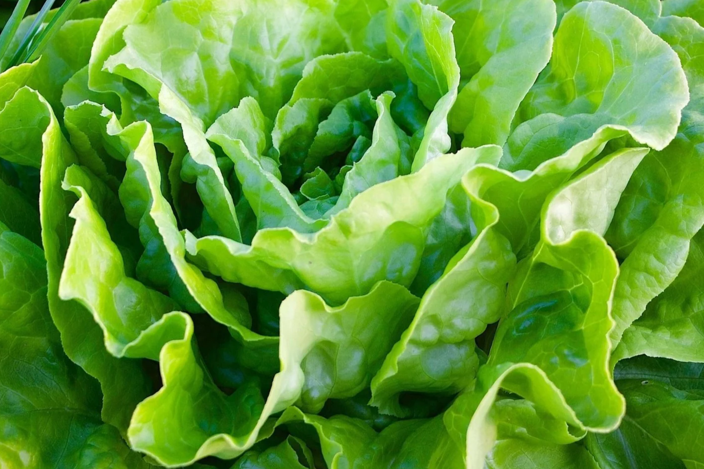 Butterhead Lettuce Seeds Kagraner Sommer | Non-GMO Lactuca sativa Summer Lettuce