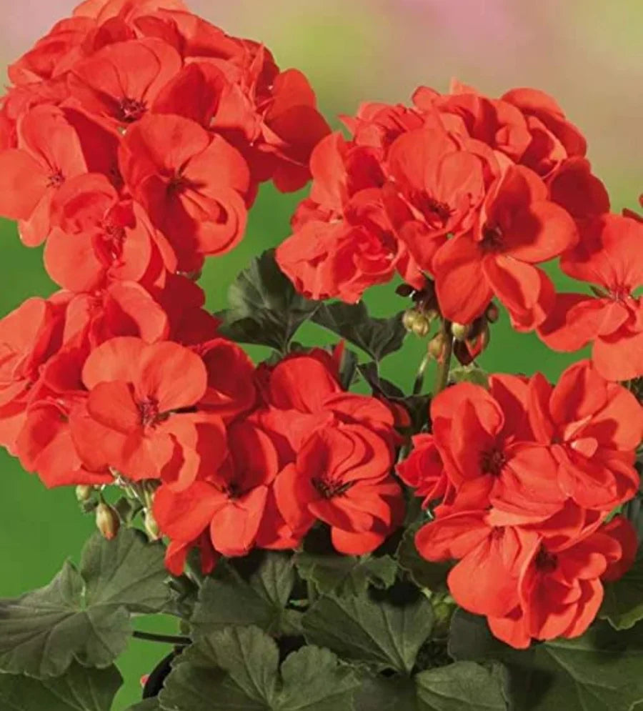 Orange Red Pelargonium Zonal Geranium Cuttings - 6" Live Starter Plants for Garden, Pots, and Indoor Growing