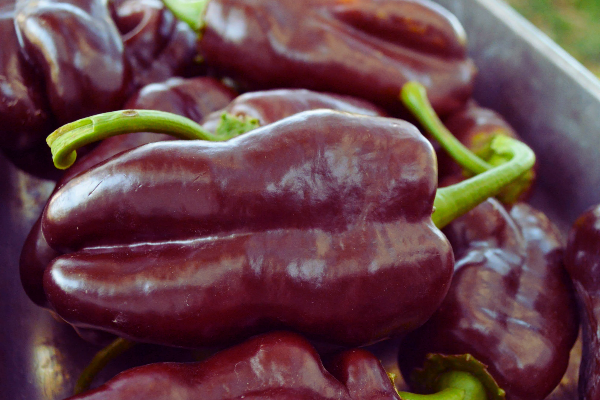 Sweet Chocolate Bell Pepper Seeds, Heirloom Capsicum annuum, Chocolate Beauty Variety, 50+ Seeds for Garden & Culinary Use