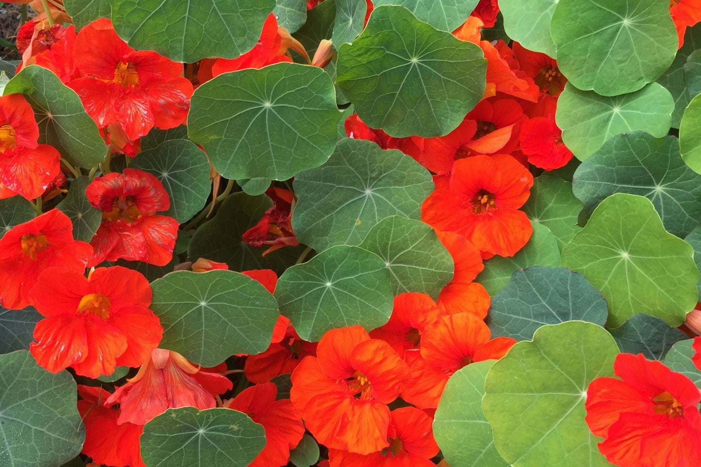 Empress Of India Nasturtium Seeds | Crimson Edible Flowers & Leaves | Tropaeolum minus | Compact Annual for Borders & Containers