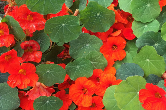 Empress Of India Nasturtium Seeds | Crimson Edible Flowers & Leaves | Tropaeolum minus | Compact Annual for Borders & Containers