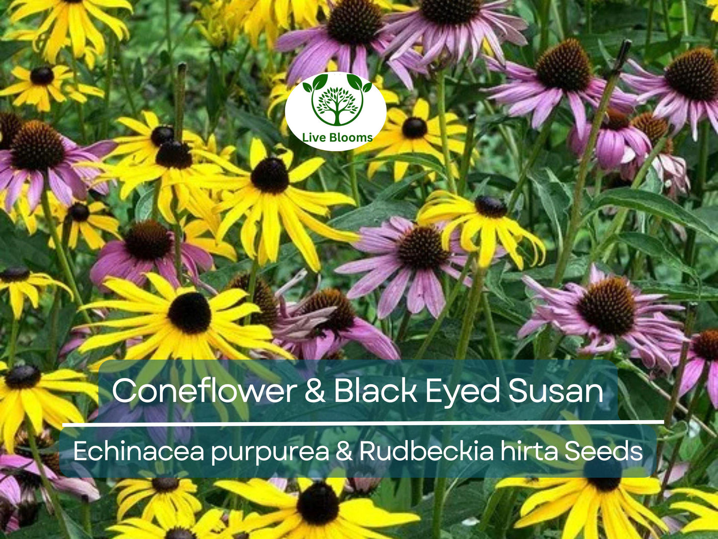 250 Seeds Echinacea purpurea & Rudbeckia hirta Mix – Native Pollinator-Friendly Wildflowers