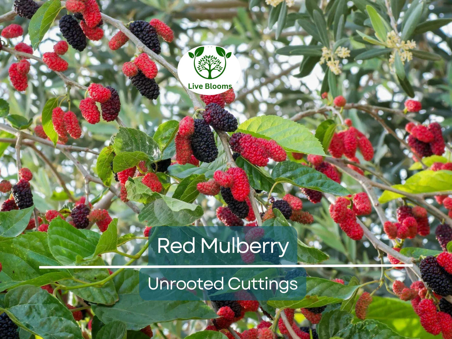 12 Red Mulberry Tree Unrooted Cuttings 6-8" | Morus rubra Fast-Growing Fruit Tree for Zones 4-9