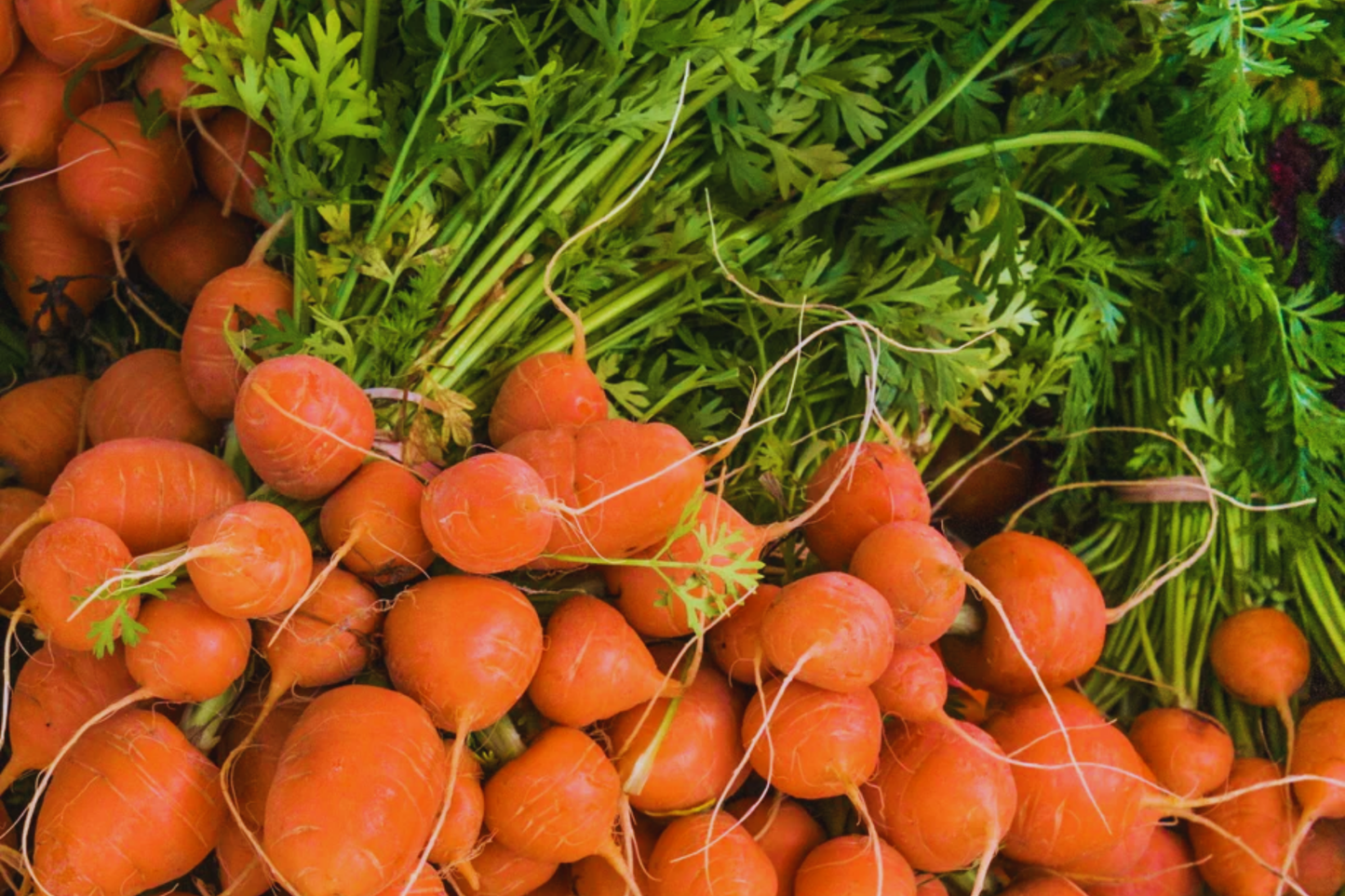 Parisian Carrot Seeds | Daucus Carota | Heirloom Organic Non-GMO Vegetable Seeds