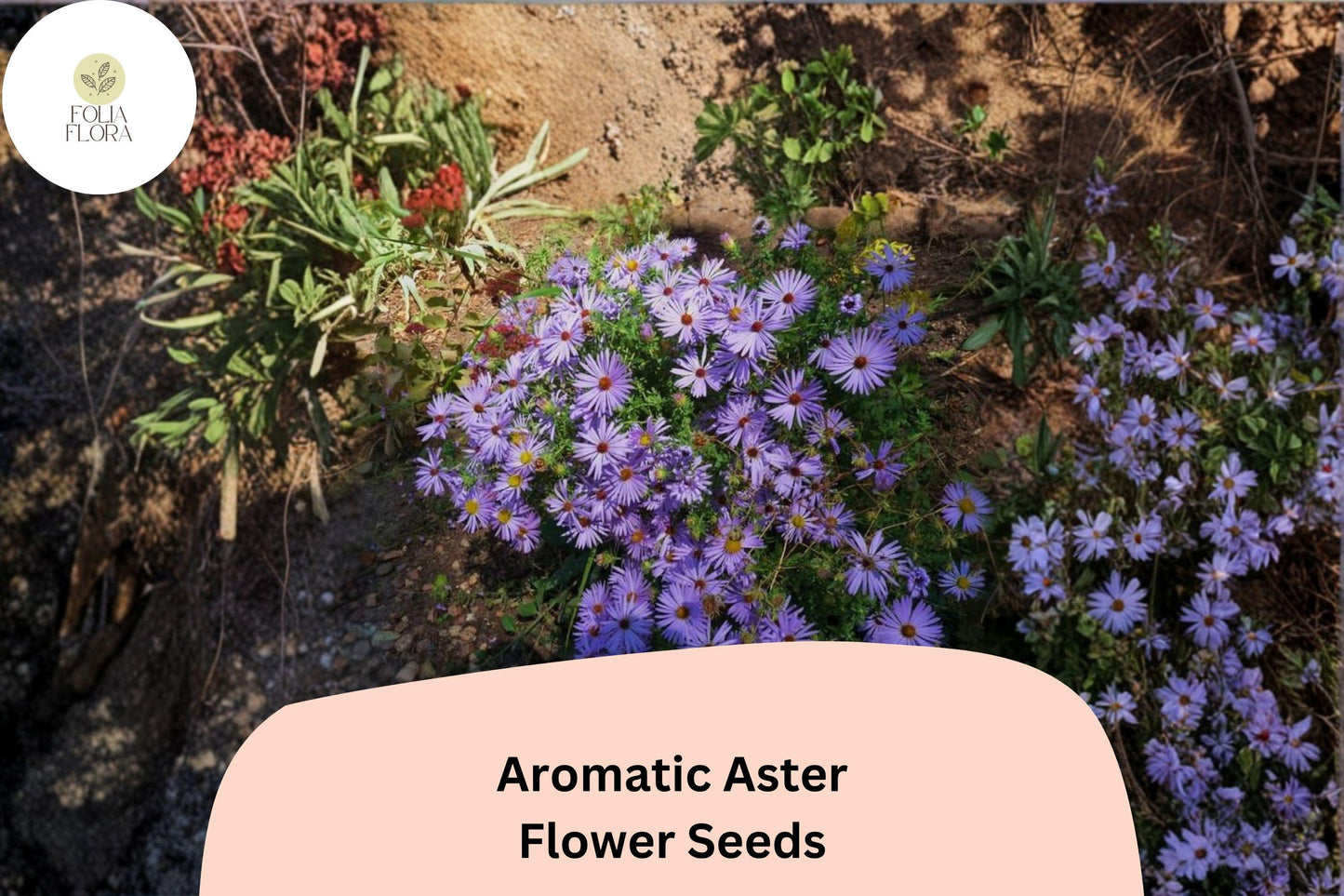 100 Symphyotrichum oblongifolium Seeds | Aromatic Aster Purple Perennial Wildflower for Pollinators