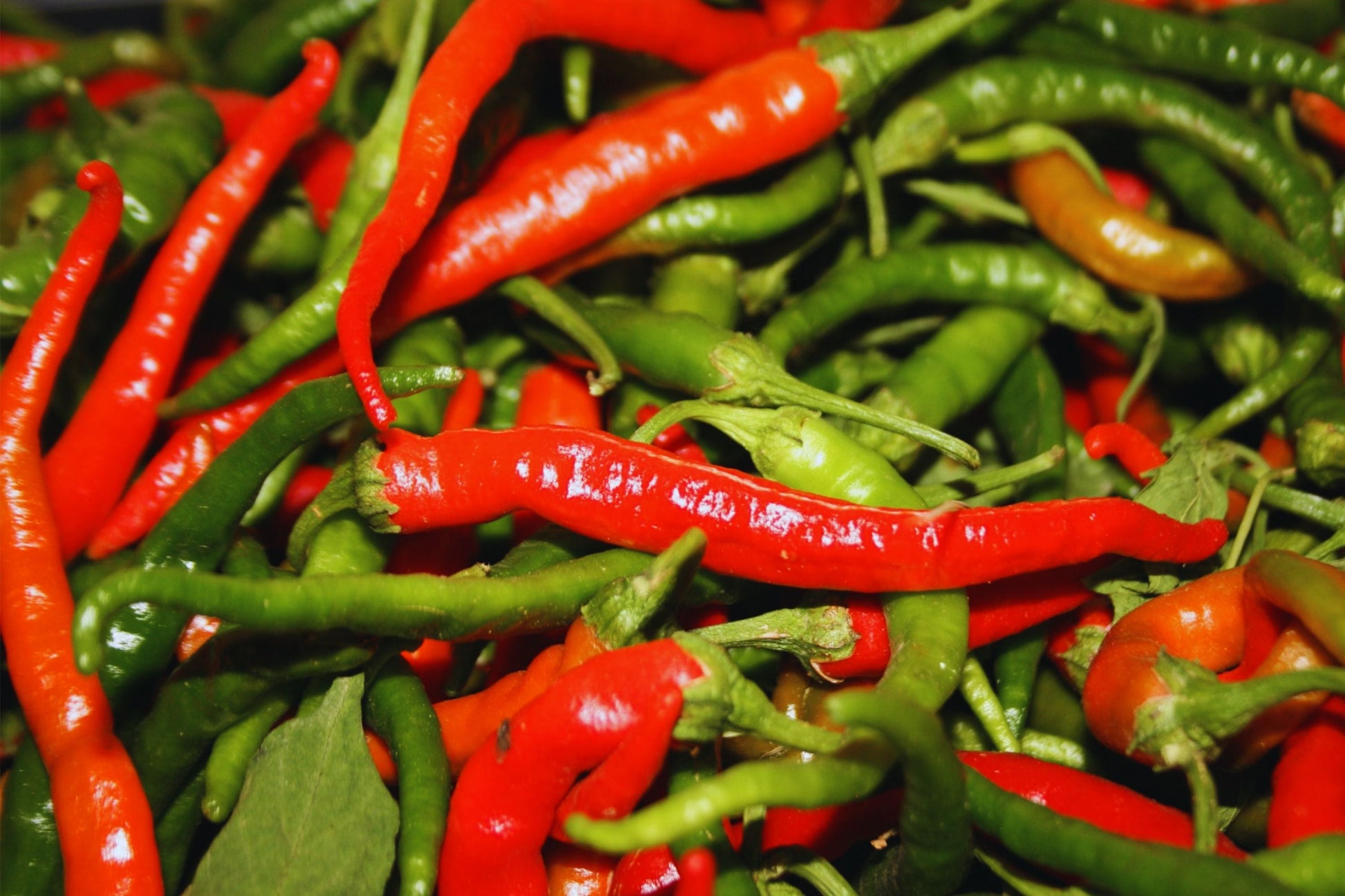 Hot Cayenne Long Slim Pepper Seeds - Non-GMO Heirloom Capsicum annuum for Spicy Culinary Use