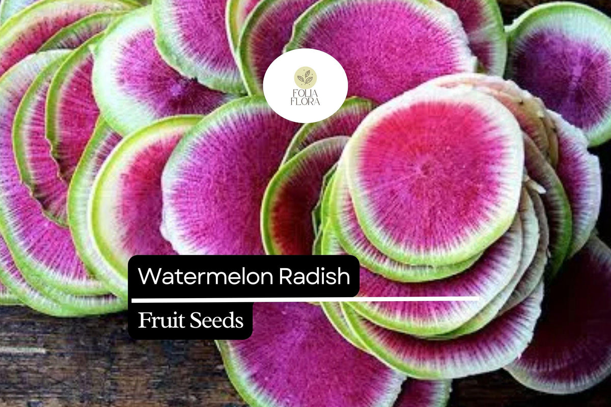 500+ Watermelon Radish Seeds - Heirloom Red Meat Radish - Raphanus sativus var. longipinnatus - Non-GMO Garden Seeds