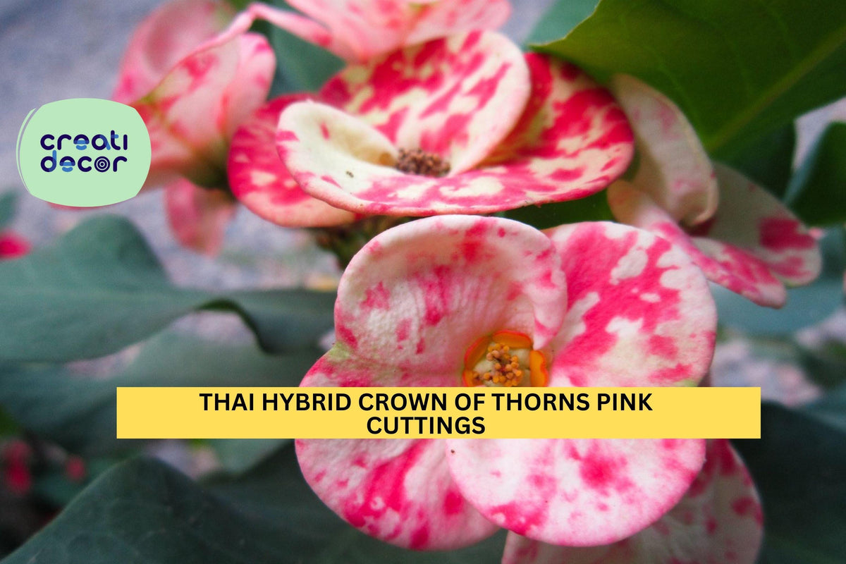 Thai Hybrid Crown of Thorns Cutting | Rooted Pink Mix Euphorbia Milii Succulent Plant