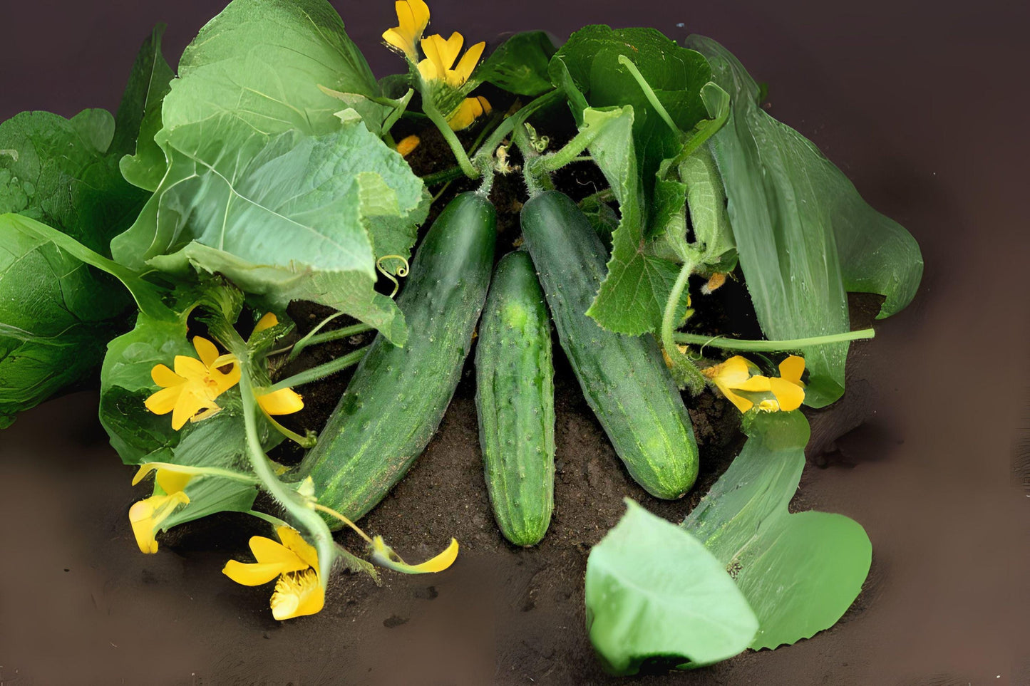 Spacemaster 80 Cucumber Seeds, Compact Bush Variety for Containers, 35 Seeds, Cucumis sativus