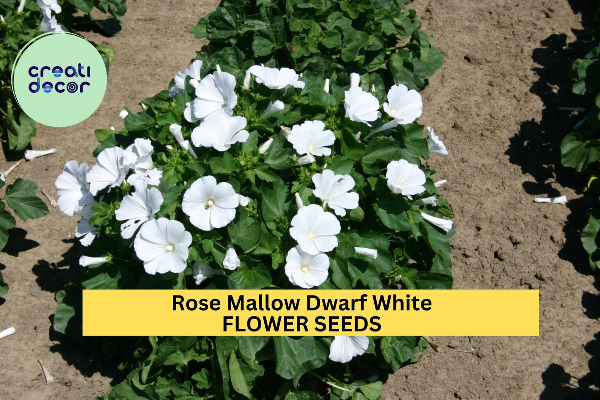 3pcs Dwarf White Rose Mallow Seeds - Hibiscus moscheutos - Compact Blooms for Pollinator Gardens & Containers
