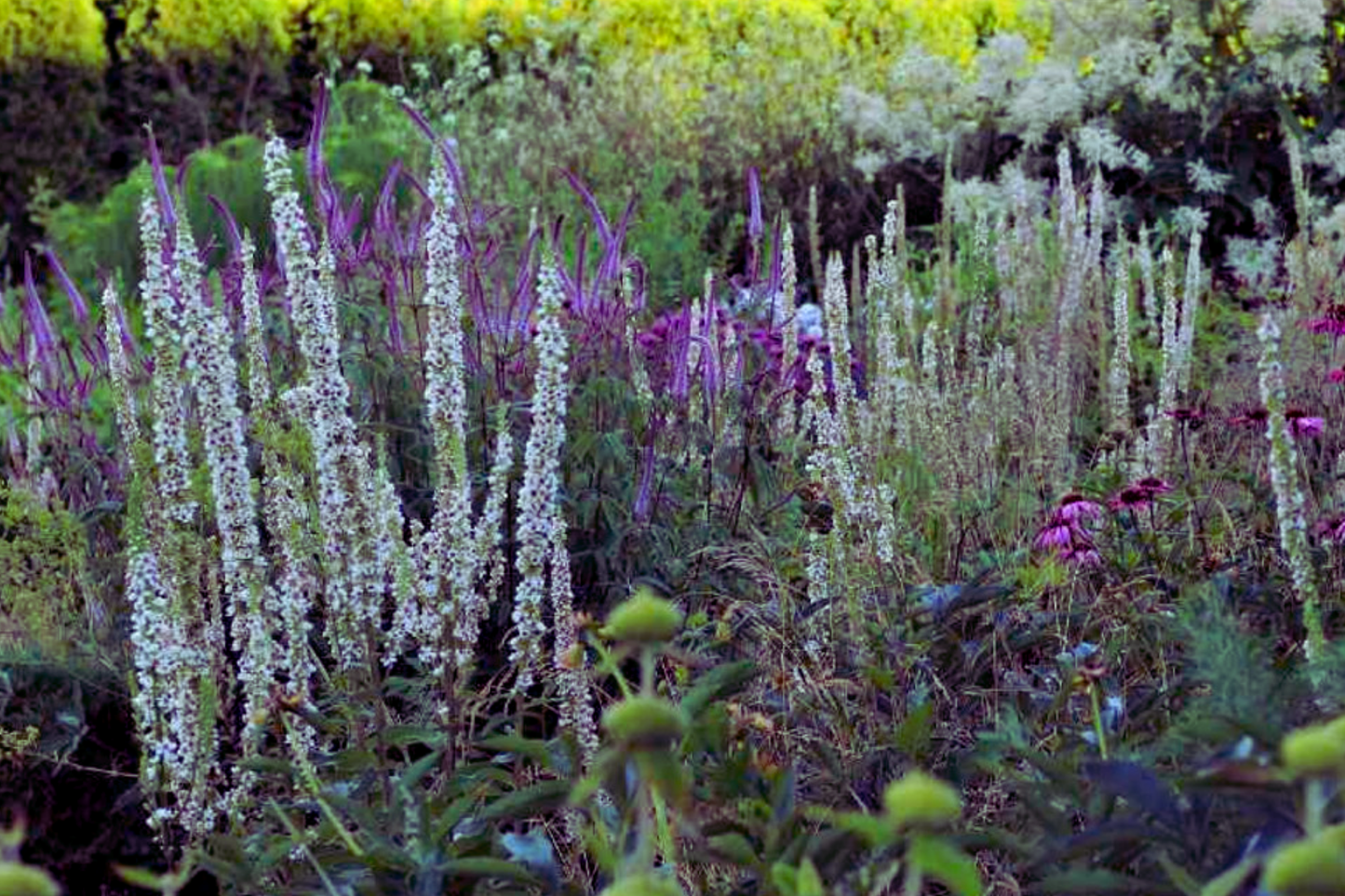 Wedding Candles Flower Seeds - Verbascum Chaixii - Yellow Perennial Blooms