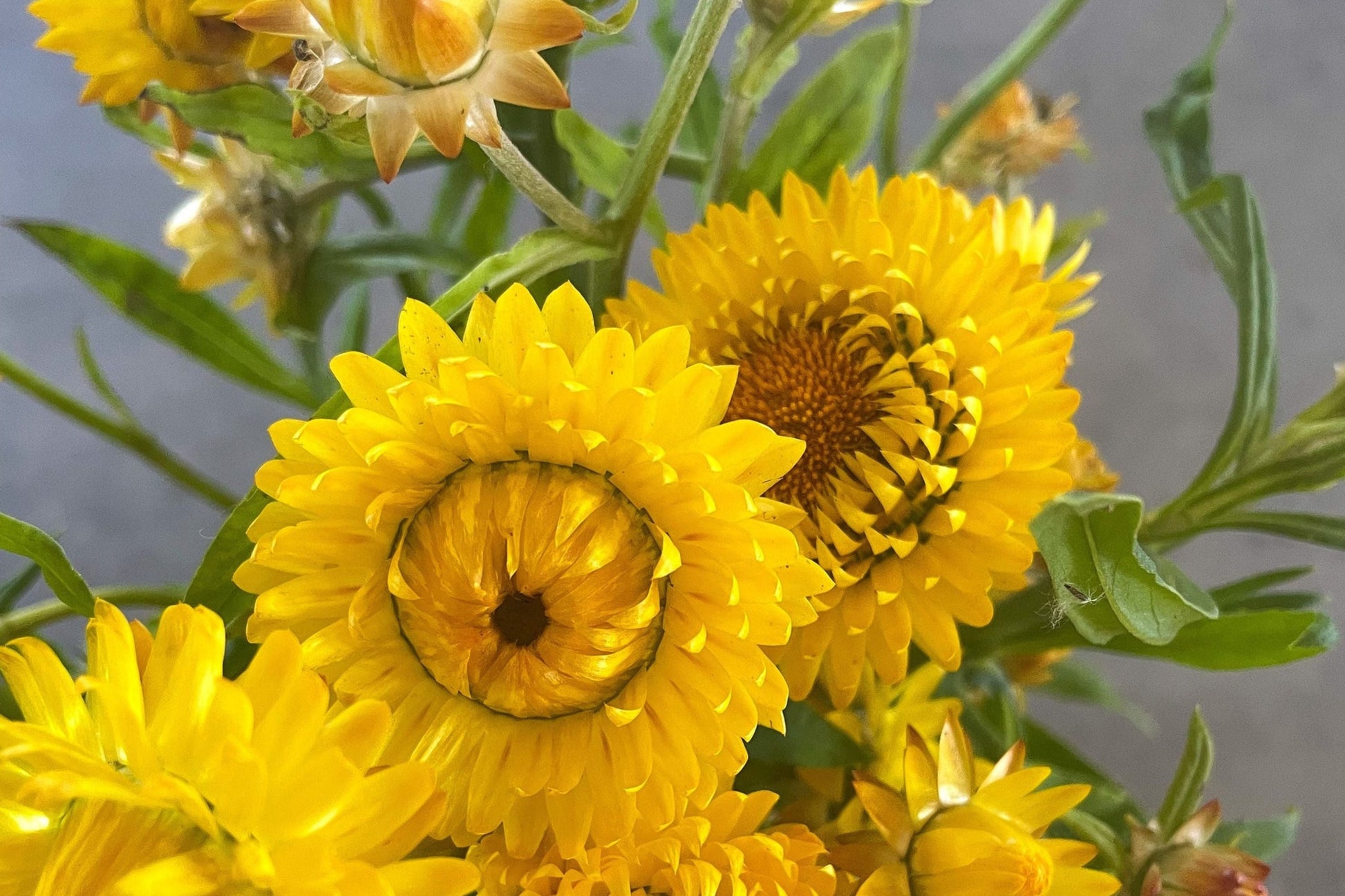 Golden Yellow Strawflower Seeds | Helichrysum bracteatum | Everlasting Dried Flowers & Cut Flowers | Non-GMO, Easy to Grow