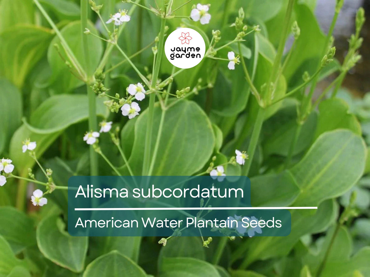 500 Seeds Alisma Subcordatum | Mud Plantain | Native Aquatic Perennial for Ponds & Wetlands | Wildlife Friendly Water Plant