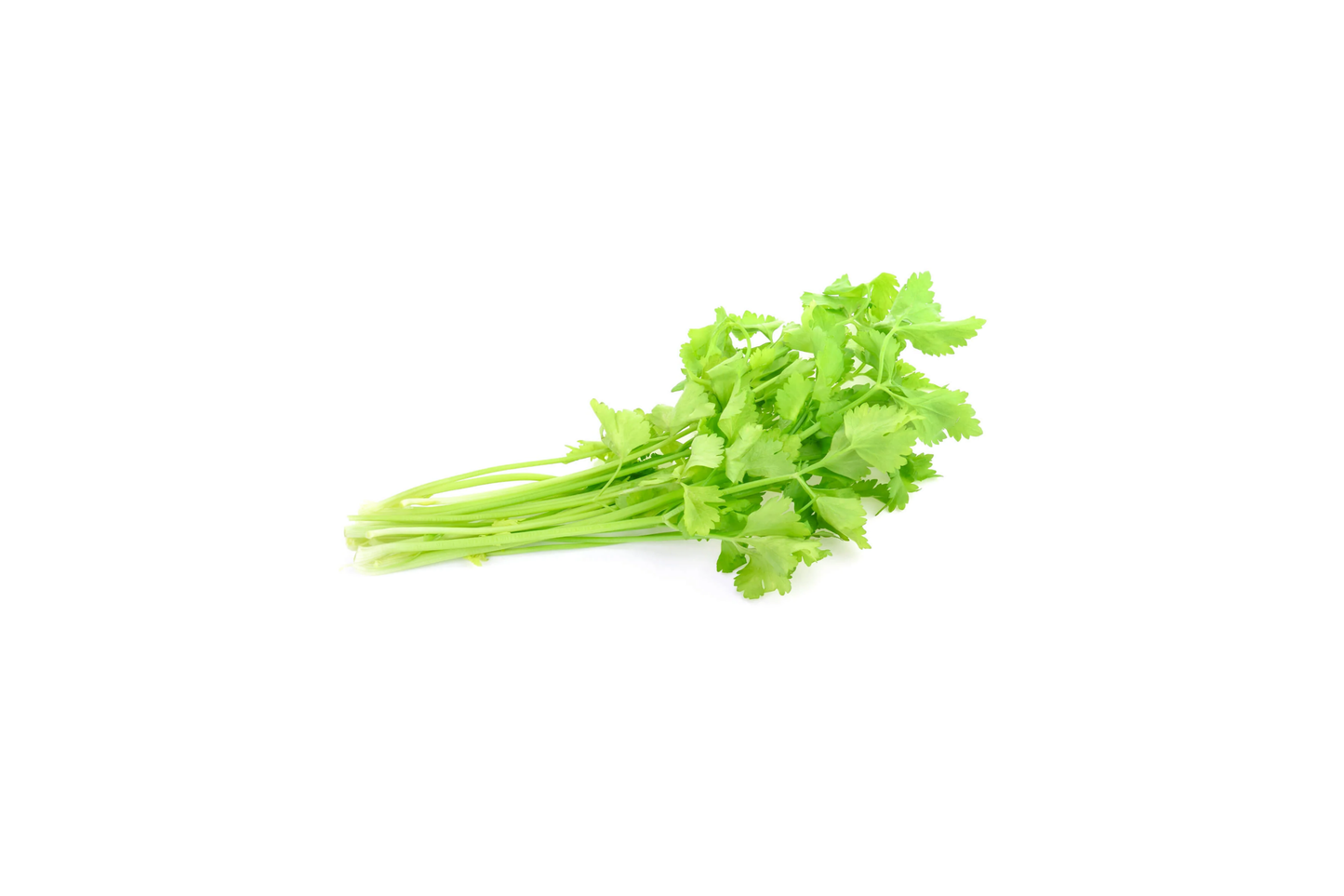 Chinese Celery Seeds | Green Leaf Variety | Nan Ling Celery | Kin Tsai