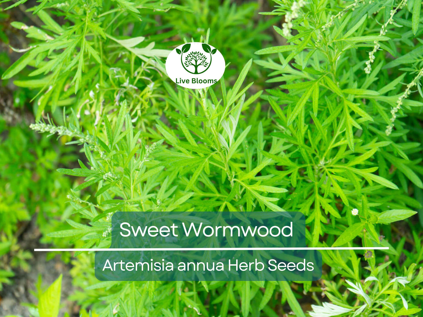 1000 Sweet Wormwood Herb Seeds (Artemisia annua) - Aromatic, Drought-Tolerant, Ideal for Garden & Tea