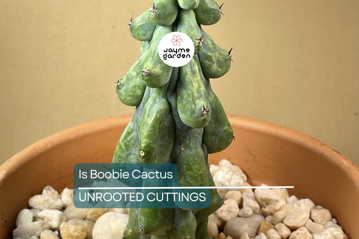 3" Ish Boobie Cactus Starter Plant - Unique Live Cactus Cutting for Collectors - Perfect for Cactus Decor