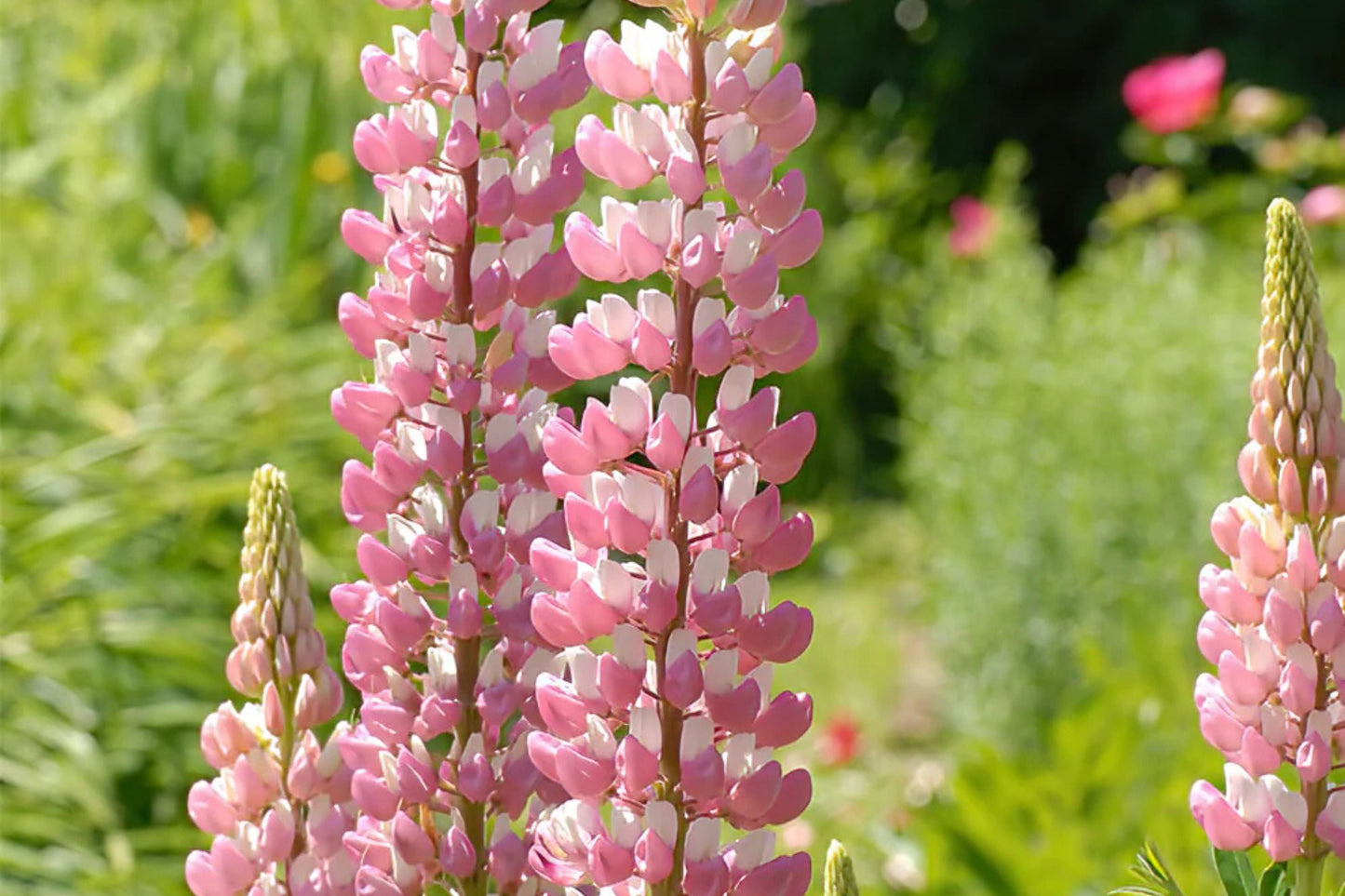 Chatelaine Lupine Seeds | Perennial Pink & White Flowers | Attracts Hummingbirds & Butterflies | Drought-Tolerant | Lupinus polyphyllus