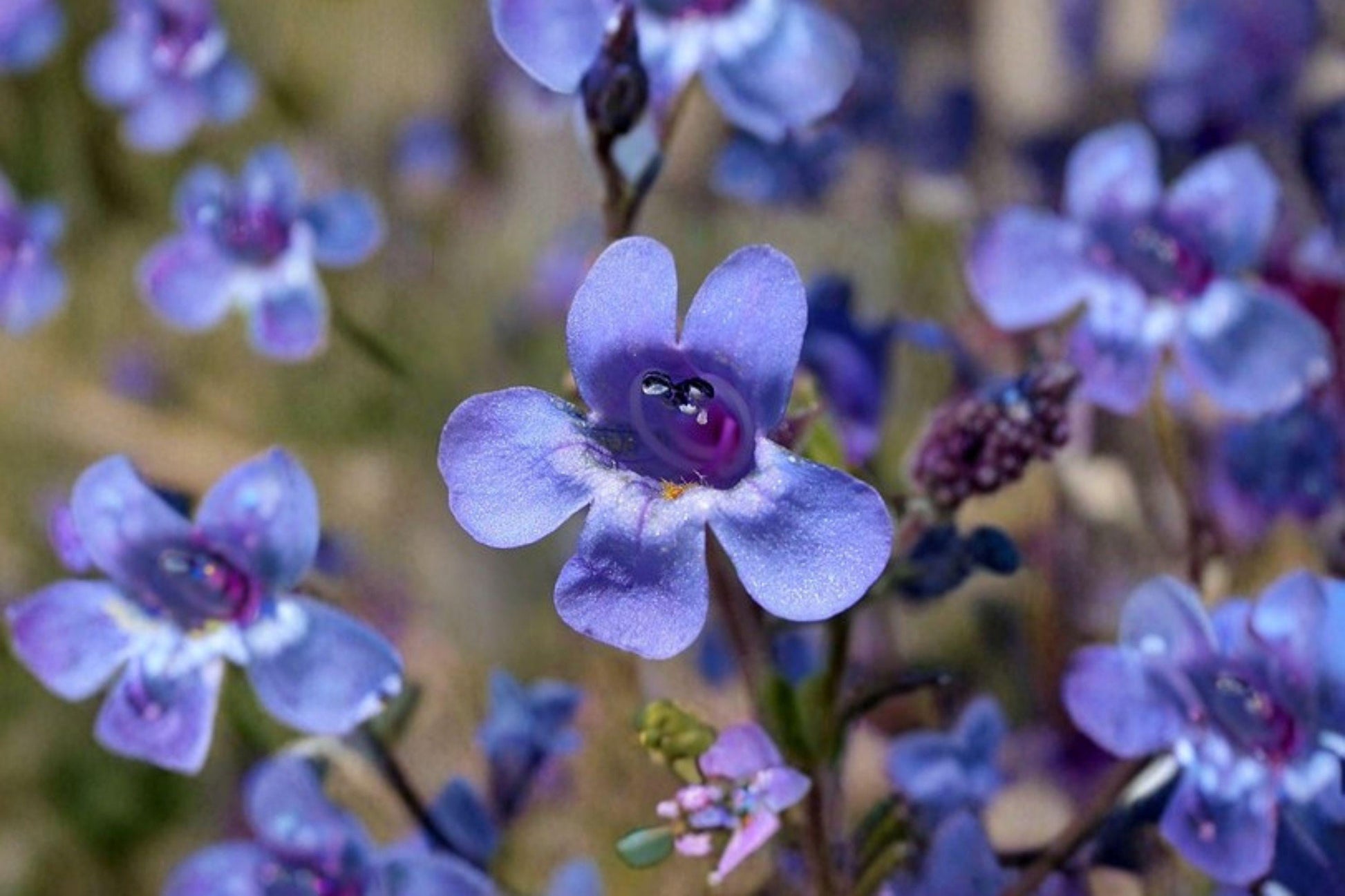 Penstemon humilis Seeds – 100 mg Low Beardtongue Wildflower for Rock Gardens & Pollinator Gardens