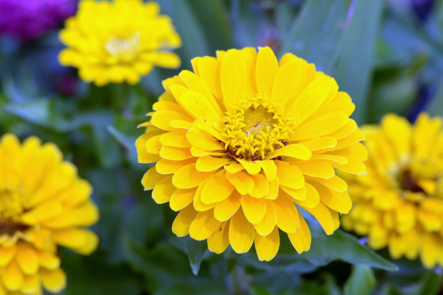 Canary Bird Zinnia Seeds | Bright Yellow Flowers | Attracts Bees & Butterflies | Non-GMO | Easy to Grow Garden Seeds
