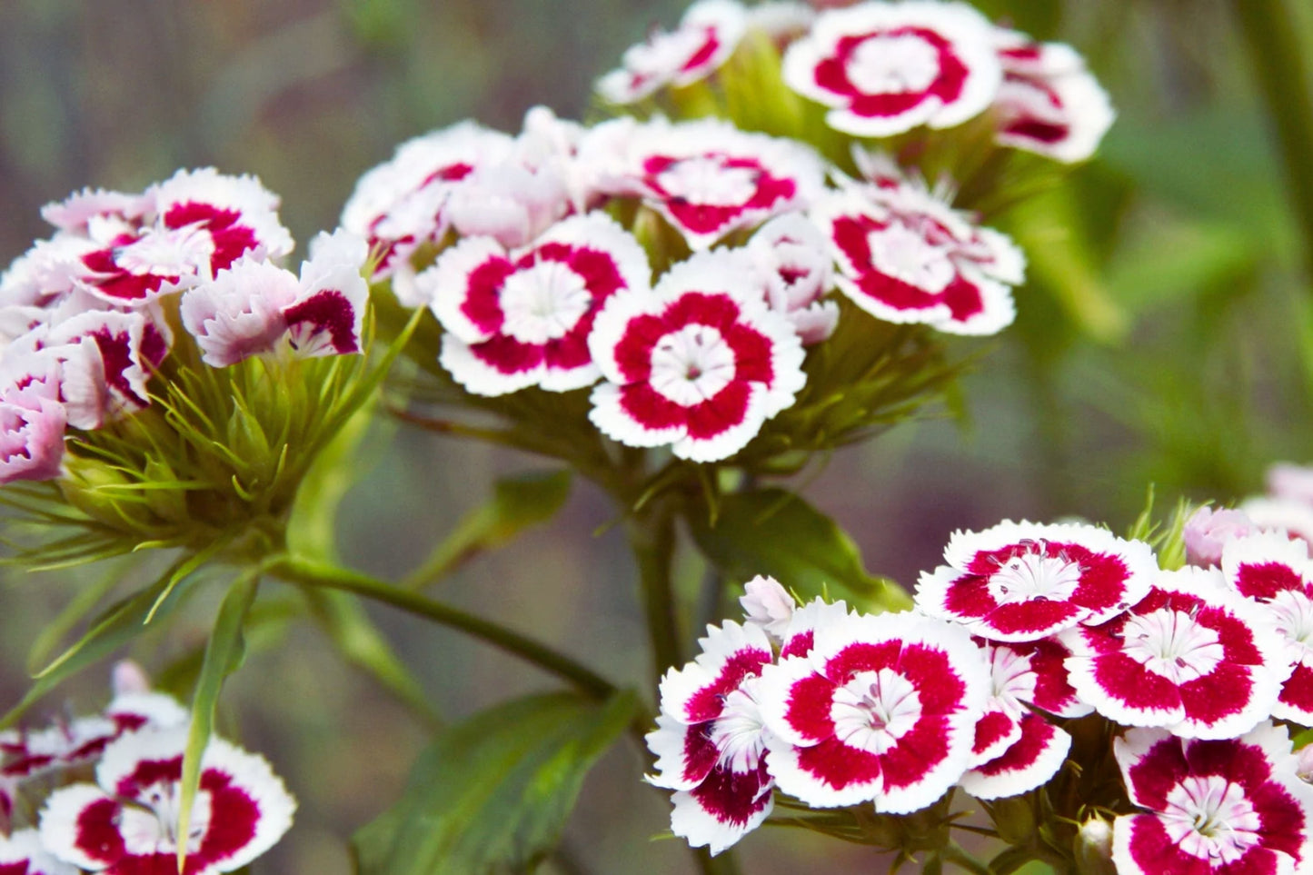 Sweet William Seeds | Dwarf Mix Color Flower Seeds | Dianthus barbatus | Annual, Compact, Vibrant Blooms
