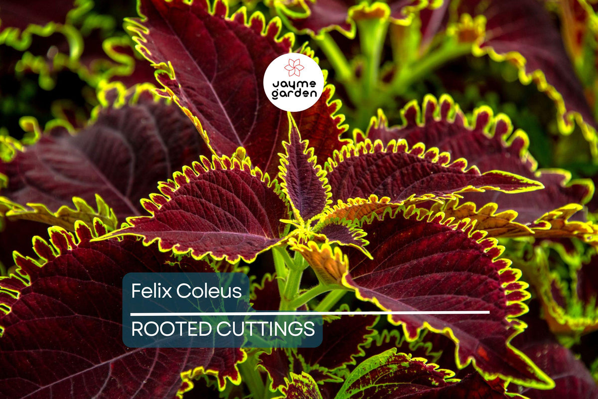 Rooted Felix Coleus Cutting | Colorful Foliage Plant | Easy Care Indoor/Outdoor | Plectranthus scutellarioides