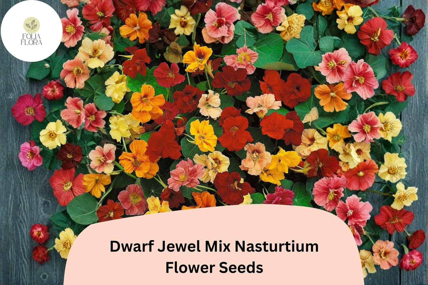50+ Dwarf Jewel Mix Nasturtium Seeds | Compact Tropaeolum majus with Colorful Blooms