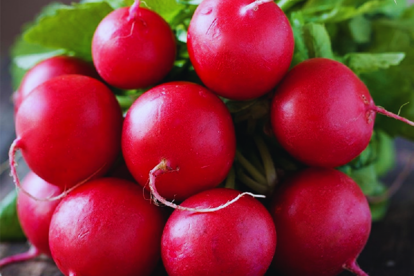 Crimson Giant Radish Seeds - Big Round Red Radish - Raphanus sativus